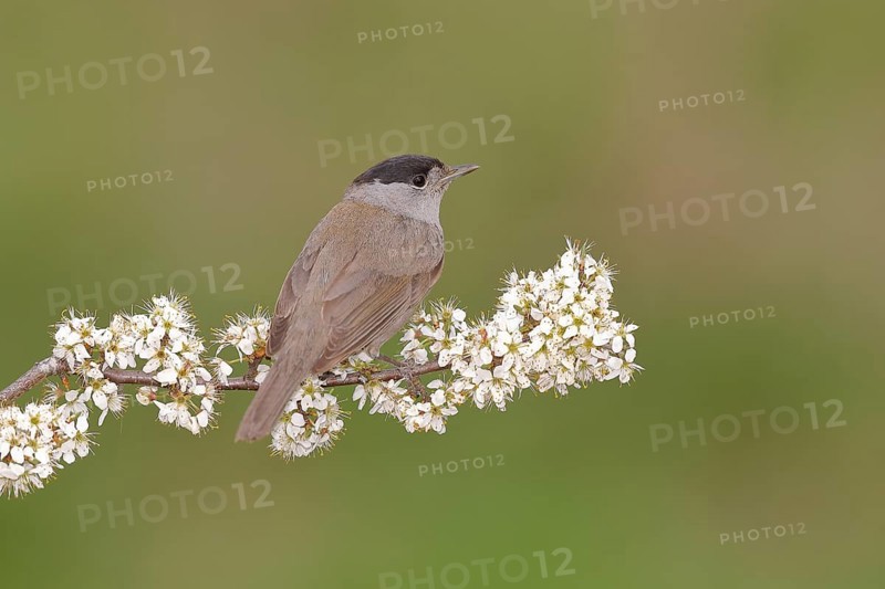 Blackcap (Sylvia atricapilla), male, sitting in flowering blackthorn (Prunus spinosa), animals, birds, migratory bird, songbird, spring, North Rhine-Westphalia, Germany, Europe