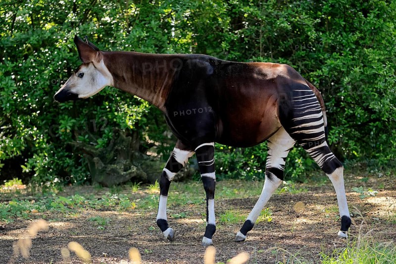 Okapi (Okapia johnstoni), adult, running, foraging, captive