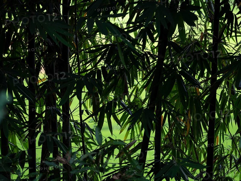 Forest green bamboo (Bambuseae) Bamboo grove, Sulawesi, Indonesia, Asia
