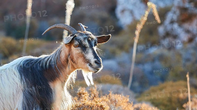 Goat with curved horns in natural environment, warm light of the golden hour, goat (s), free-range, west of Ntia-Lastos-Flaskounia Natural Park, mountains, Karpathos, Dodecanese, Greek Islands, Greece, Europe