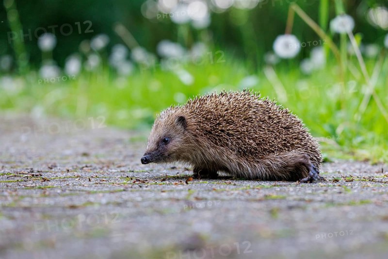 Hedgehog (Erinaceus europaeus), Germany, Europe