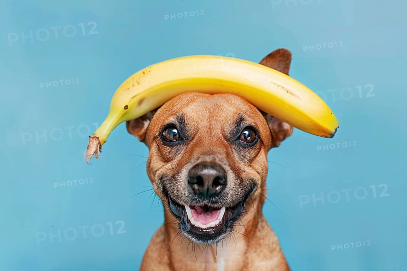 Funny dog with banana fruit on head in front of blue studio background. Generative AI, AI generated