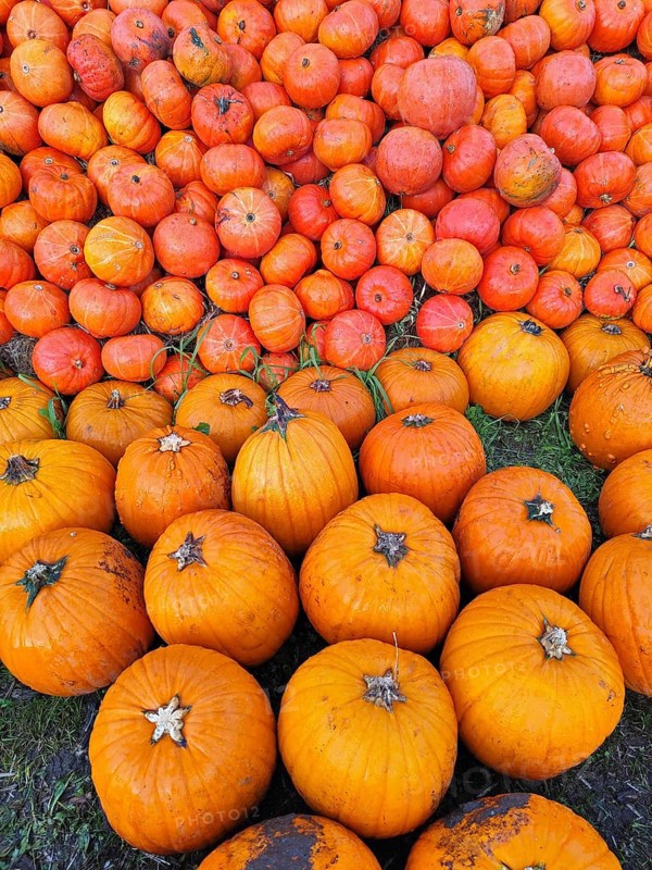Hokkaido pumpkins, Lower Saxony, Germany, Europe