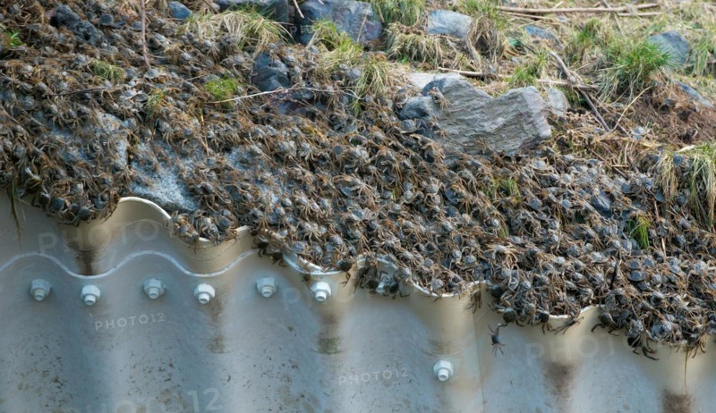 Masses of chinese mitten crab (Eriocheir sinensis), invasive species, neozoon, crabs, juveniles, crawling at the culvert pipe of the Elbe barrage in Geesthacht to find a way for their migration upstream, individual crabs tumble down from the edge of the canal into the strong current of the water flowing through the canal at high tide, Lower Saxony, Schleswig-Holstein, Germany, Europe