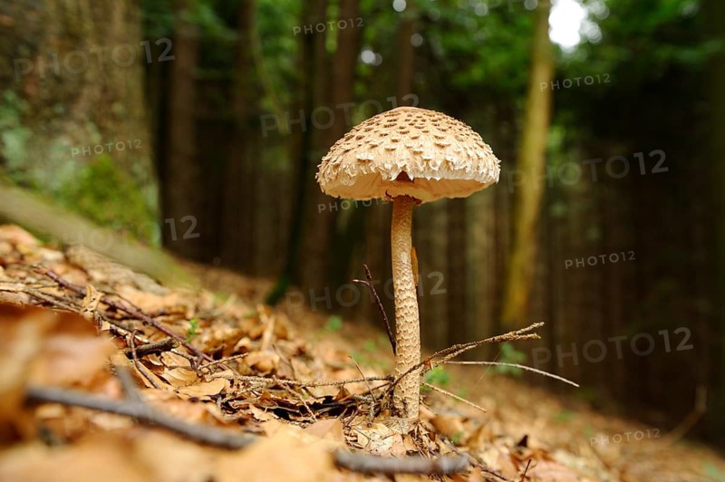 Parasol mushroom (Macrolepiota procera) in a forest, Bavaria