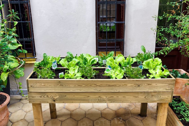 Raised bed with green salad on a terrace, Gracia neighbourhood, Barcelona, Spain, Europe
