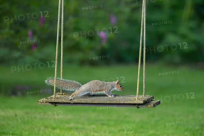 Grey squirrel (Sciurus carolinensis) adult animal on a garden swing, Suffolk, England, United Kingdom, Europe