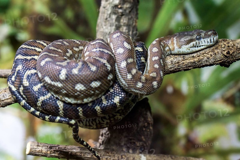 Central Morelia bredli, also known as Bredl's carpet python (Morelia bredli), lies on branch, captive, Germany, Europe