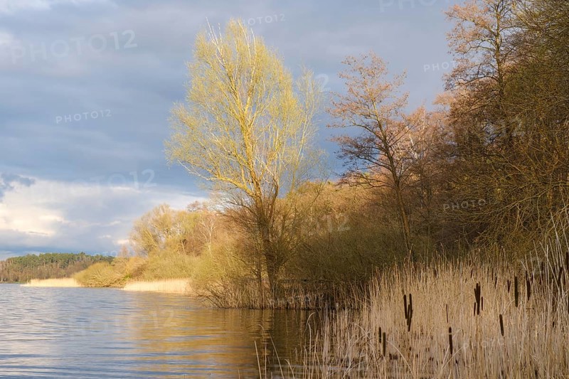 Landscape in the evening light at Lake Müritz, Müritz National Park, Mecklenburg Lake District, Mecklenburg, Mecklenburg-Vorpommern, Germany, Europe