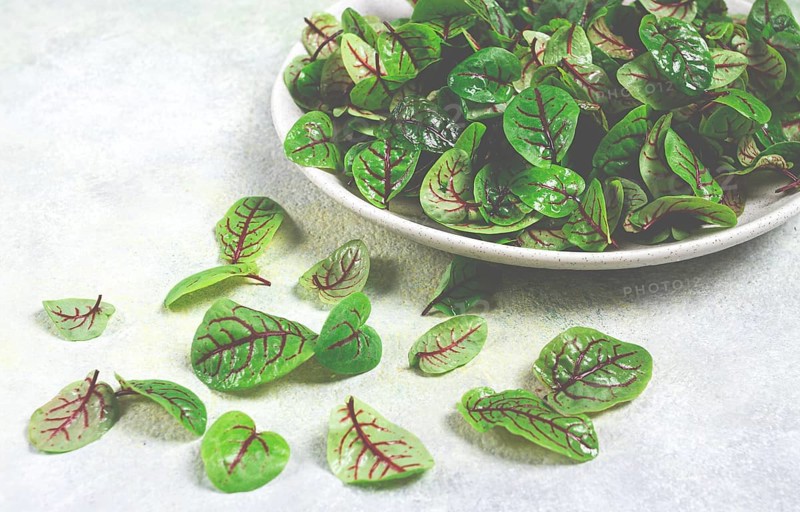 Sorrel bloody Mary, fresh baby sorrel leaves, with red veins, micro-greens, on a plate