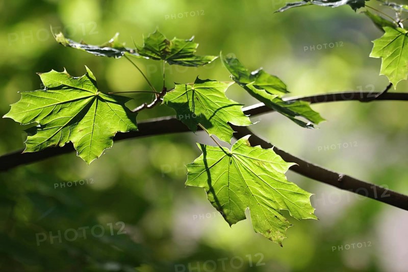 Norway maple (Acer platanoides), leaves, green, autumn, bright, The October sun illuminates the leaves on the branch of the maple tree