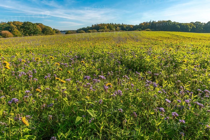 Muxal, field with purple-violet flowering catch crop phacelia and sunflowers, forest in autumn leaves, forest, landscape Probstei, Schleswig-Holstein, Germany, Europe