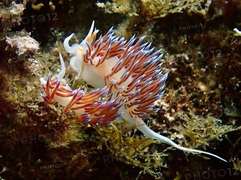 An elegant pair of colourful nudibranchs, Cratena peregrina, mating amidst marine plants in an underwater world. Dive site Marine reserve Cap de Creus, Rosas, Costa Brava, Spain, Mediterranean Sea, Europe