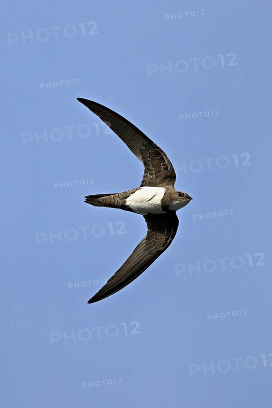 Alpine swift (Apus melba), adult, in flight, Switzerland, Europe