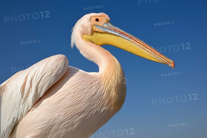 Great white pelican (Pelecanus onocrotalus), animal portrait, near Pelican Point, Walfish Bay, Erongo region, Namibia, Africa