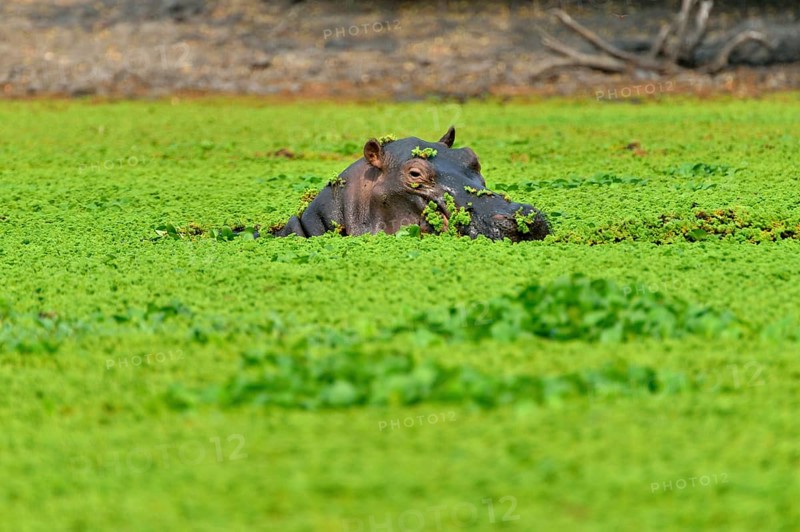 Hippo (Hippopotamus amphibius), among water plants, Mana Pools National Park, Mashonaland West Province, Zimbabwe, Africa