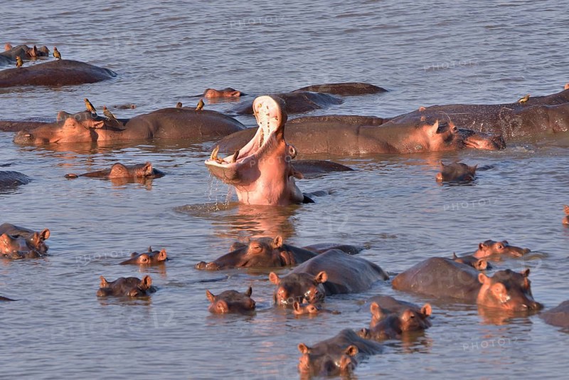 Hippos (Hippopotamus amphibius) in the Luangwa River, South Luangwa National Park, Zambia, Africa