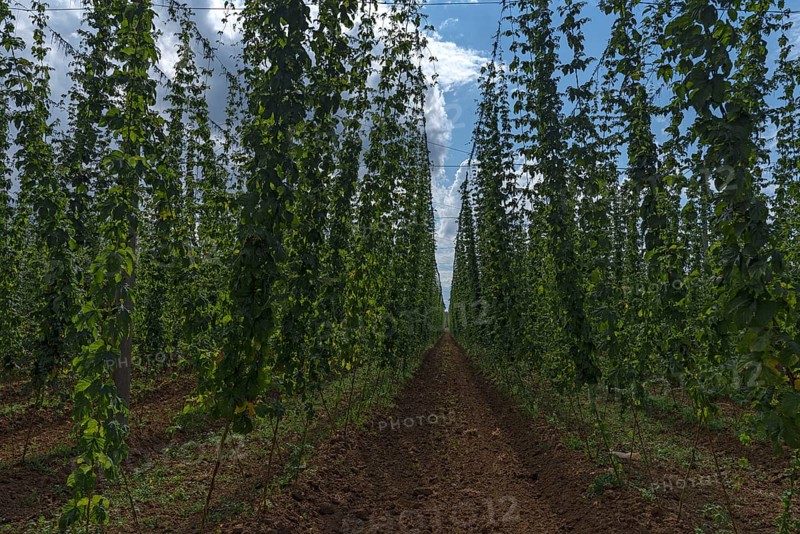 Climbing hop (Humulus lupulus) vines, hop cultivation in Herpersdorf, Middle Franconia, Bavaria, Germany, Europe