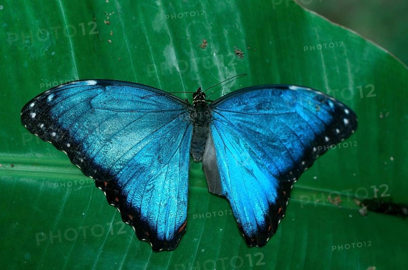 Morpho peleides blue morpho (Morpho peleides), detachable, Costa Rica, Central America