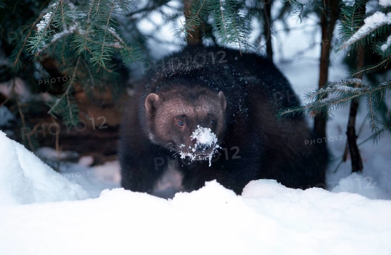Wolverine (Gulo gulo), wolverine, bear marten, järv, snow, snow