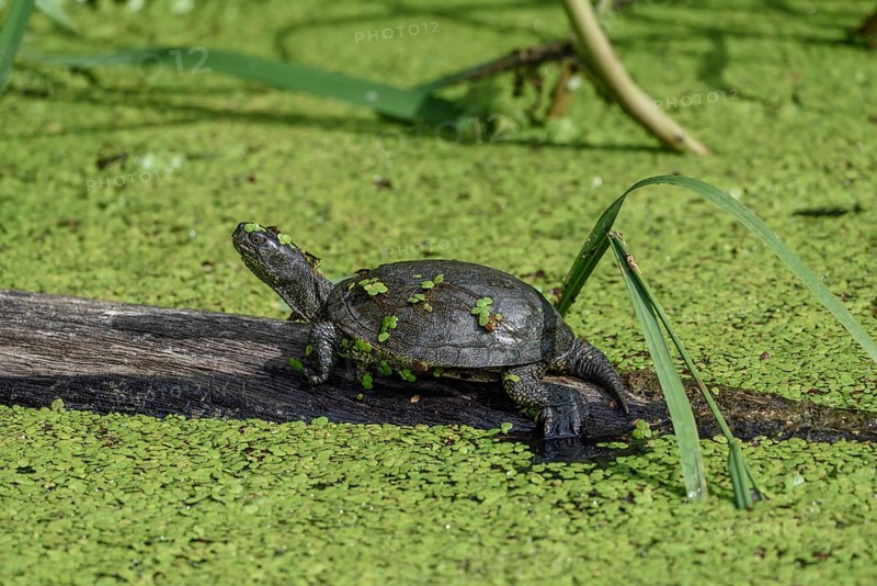 European pond terrapin (Emys orbicularis), captive, Lorraine, France, Europe