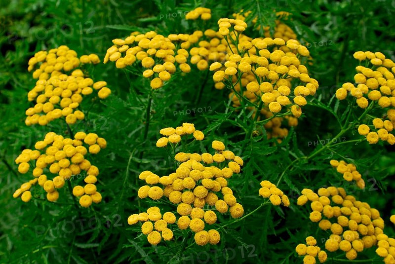 Tansy (Tanacetum vulgare)