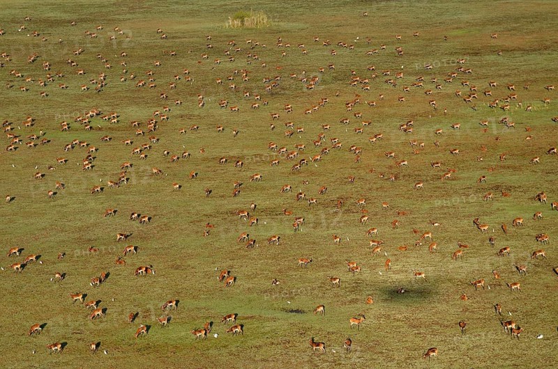 Aerial view, Black lechwes (Kobus leche smithemani), Bangweulu swamps, Luapula Province, Zambia, Africa