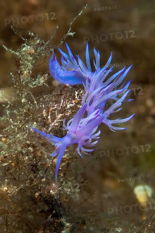 Violet (Flabellina affinis) thread snail grazes on hydrozoans, Mediterranean Sea, Sardinia, Italy, Europe