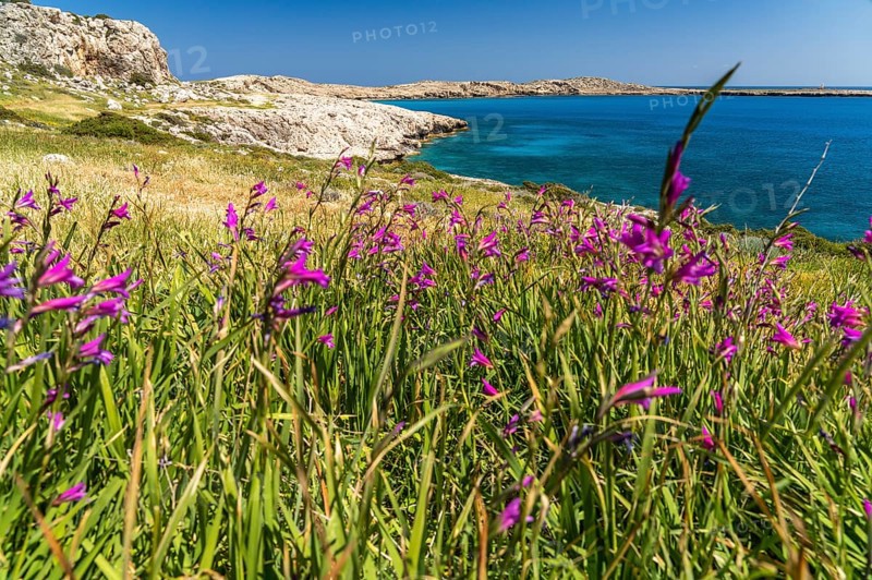 Spring Flowers Italian Gladiolus in the Landscape of Cape Greco Peninsula, Agia Napa, Cyprus, Europe