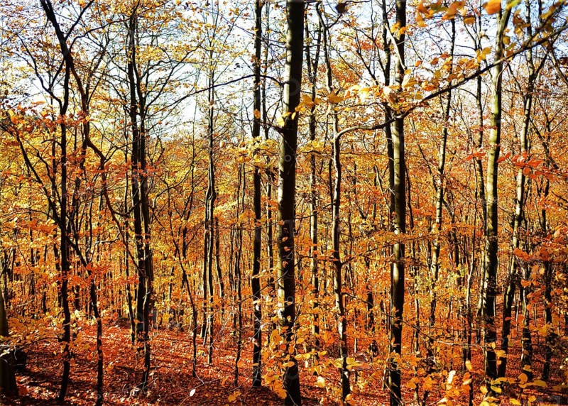 Autumn atmosphere, forest, Iserlohn, Germany, Europe