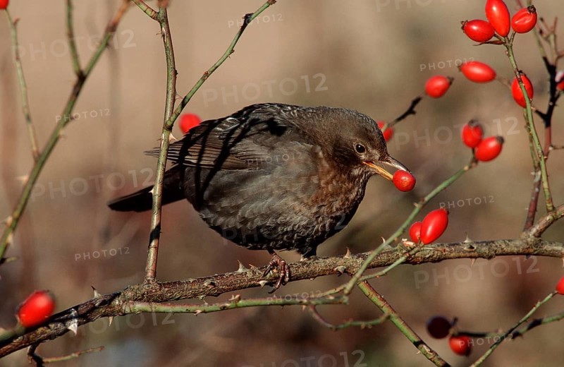 Blackbird, /, female, picking rose butts, Lower Saxony, Germany, Blackbird (Turdus merula), female, picking rose hips, Lower Saxony, Germany, Europe