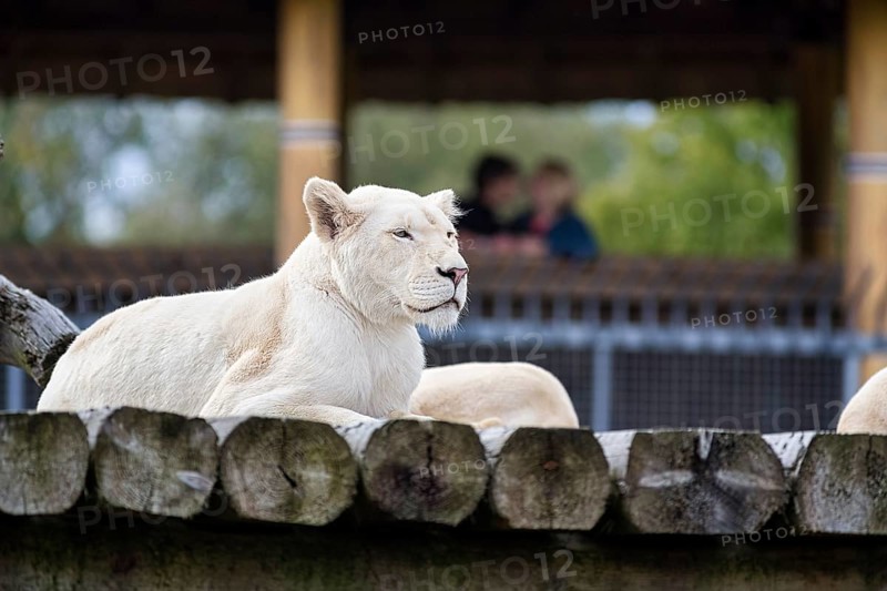 White lion (Panthera leo), colour mutation, leucism, captive, Safaripark, Safariland Stukenbrock, Schloss Holte-Stukenbrock, North Rhine-Westphalia, Germany, Europe