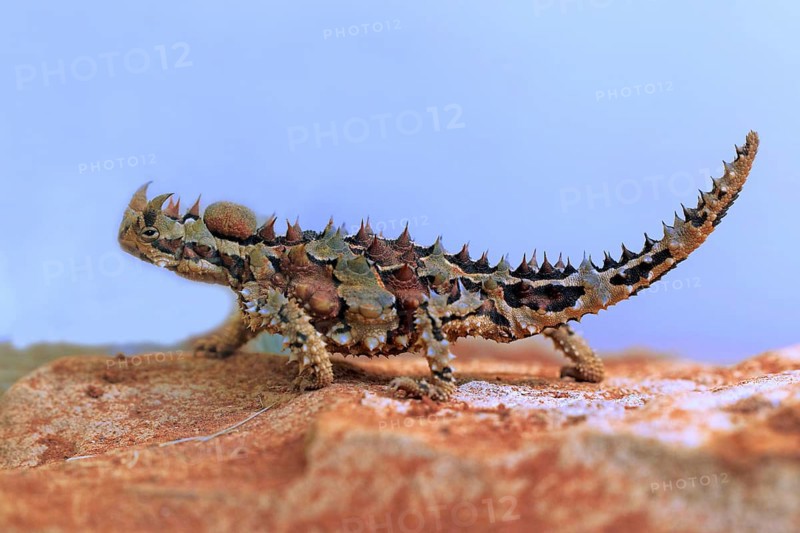 Thorny devil (Moloch horridus), Northern Territory, desert devil, lateral, Australia, Oceania