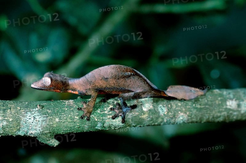 Fantastic Leaf-tailed Gecko, Madagascar, Fantastic satanic leaf tailed gecko (Uroplatus phantasticus), Madagascar, Africa