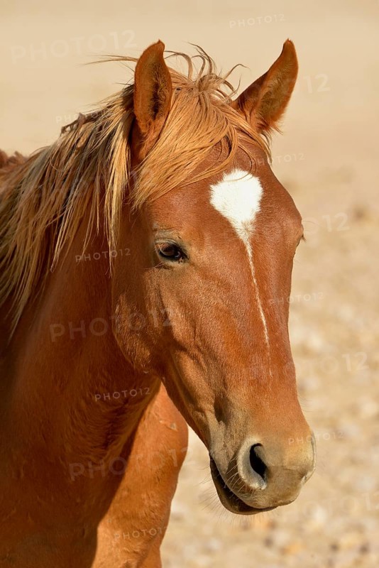 Desert Horse (Equus ferus) near waterhole Garub, near Aus, Karas Region, Namibia, Africa