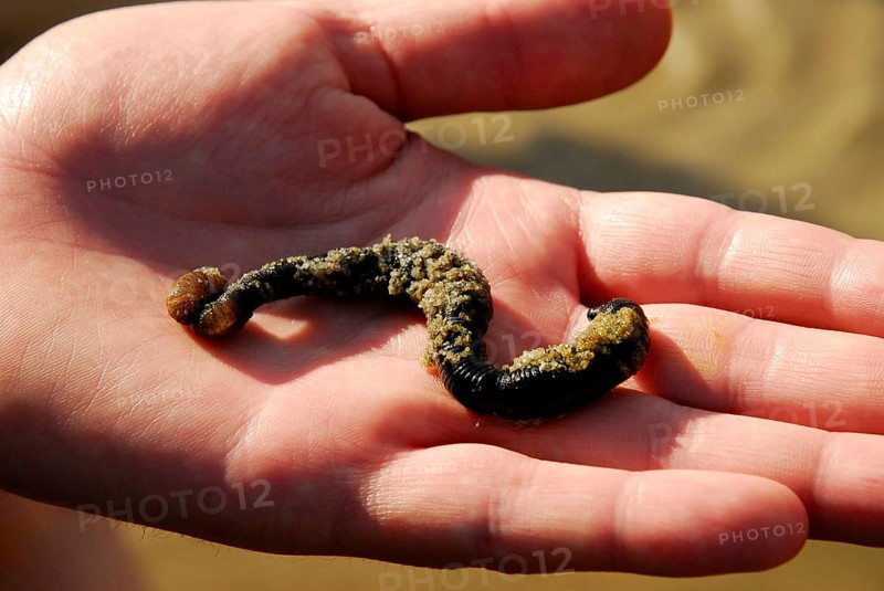 Sandpierworm on hand, Lugworm (Arenicola marina) Wadden Sea, Schleswig-Holstein, Germany, Europe