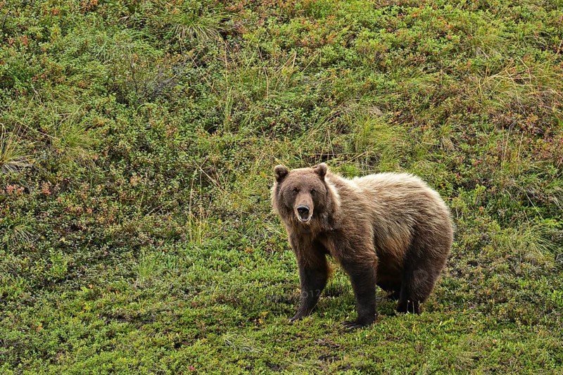 Grizzly bear (Ursus arctos horribilis) standing in the tundra, Denali National Park, Alaska