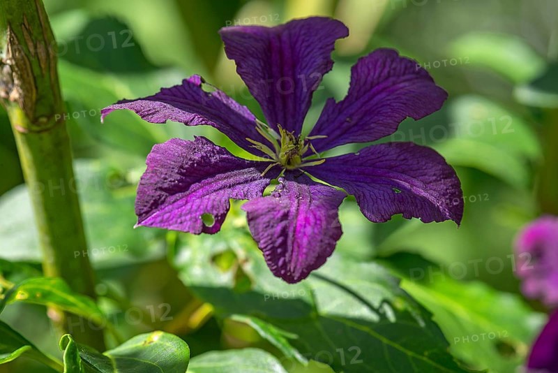 Virgin's bower (Clematis viticella), Bavaria, Germany, Europe