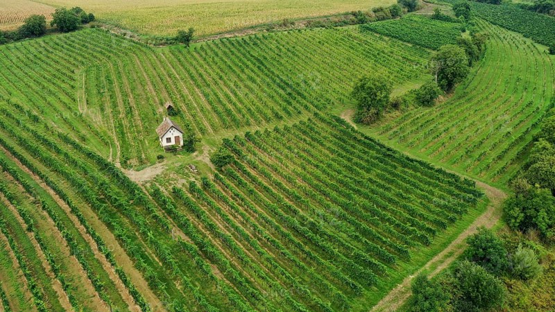 Aerial view, landscape with vineyards and hut, Weinviertel, Hadres, Lower Austria, Austria, Europe