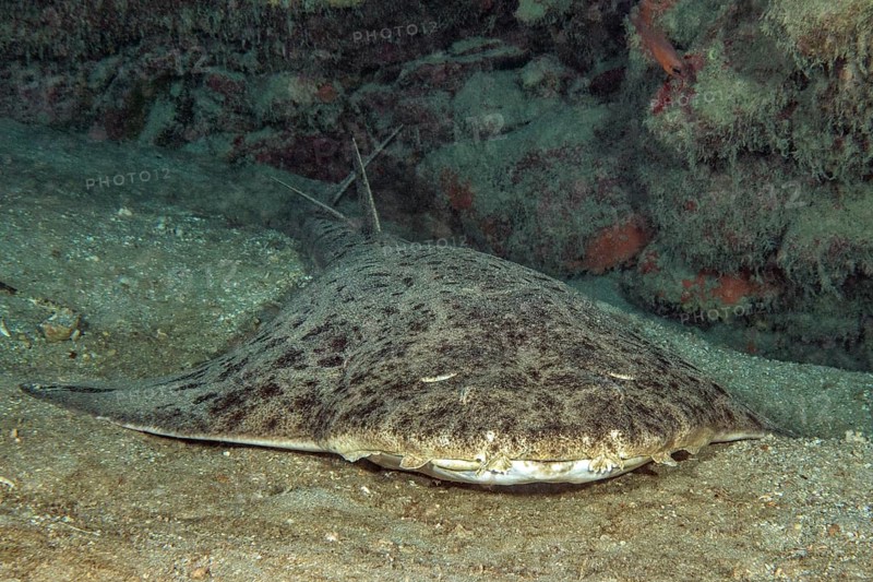Photograph of monkfish (Squatina squatina) lying on sandy seabed in shadow of reef wall rock reef, East Atlantic, Fuerteventura, Canary Islands, Spain, Europe