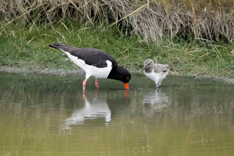 Oystercatcher (Haematopus ostralegus) with chick, Texel, Netherlands