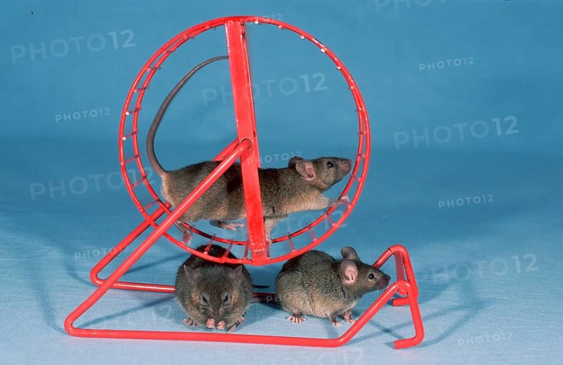 House mice (Mus musculus) in the wheel