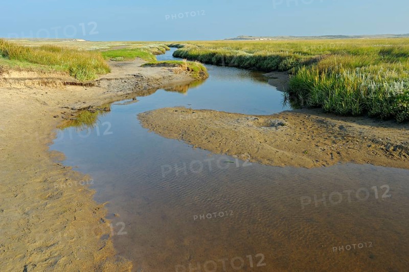 Tidal creek in salt marsh, De Slufter nature reserve, Texel island, North Holland, Netherlands