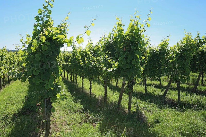 Vineyard near Volkach, district of Kitzingen, Lower Franconia, Bavaria, Germany, Europe