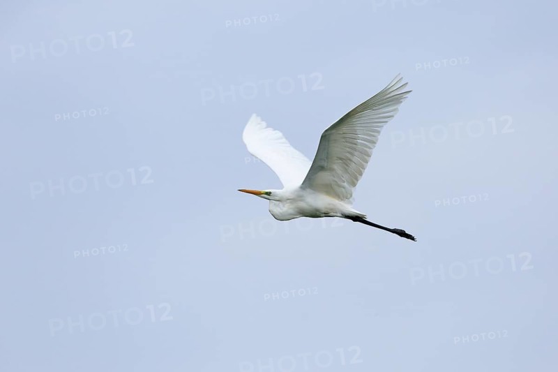 Great egret (Egretta alba) (Syn.: Casmerodius albus), in flight, Lausitz, Brandenburg, Germany, Europe