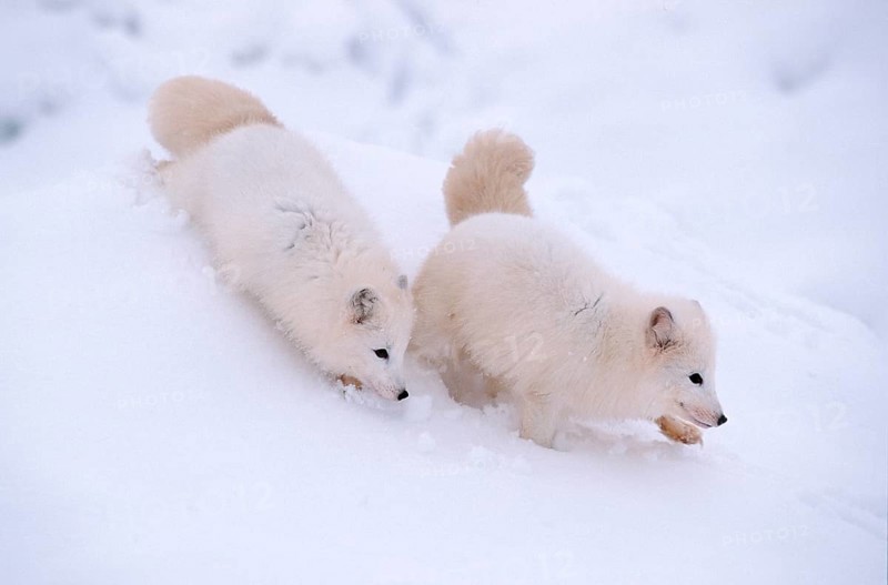 Arctic Foxes (Alopex lagopus) (Vulpes lagopus)