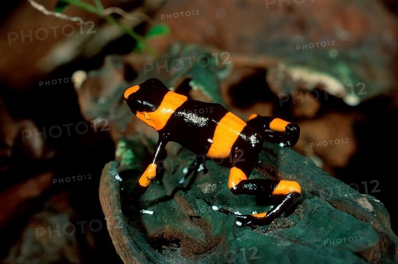 Lehmann's poison dart frog (Dendrobates lehmanni), poison dart frogs