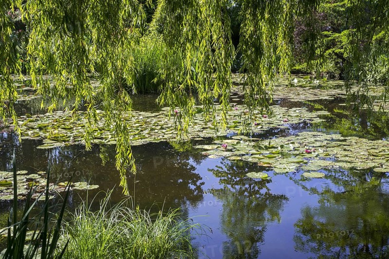 The Water Lily Pond in summer, garden at the home of Impressionist painter Claude Monet in Giverny, Eure, Normandy, France, Europe