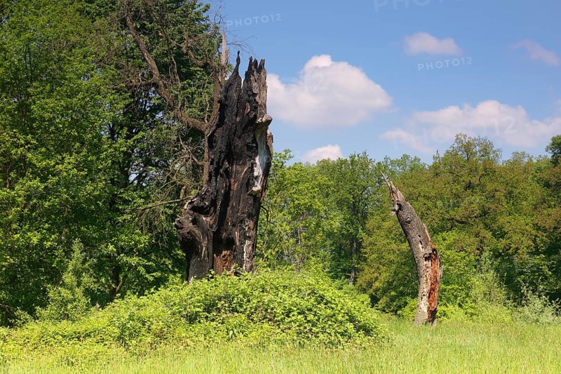 Deadwood oak after lightning strike, secondary habitat for beetles and woodpeckers, Middle Elbe Biosphere Reserve, Saxony-Anhalt, Germany, Europe