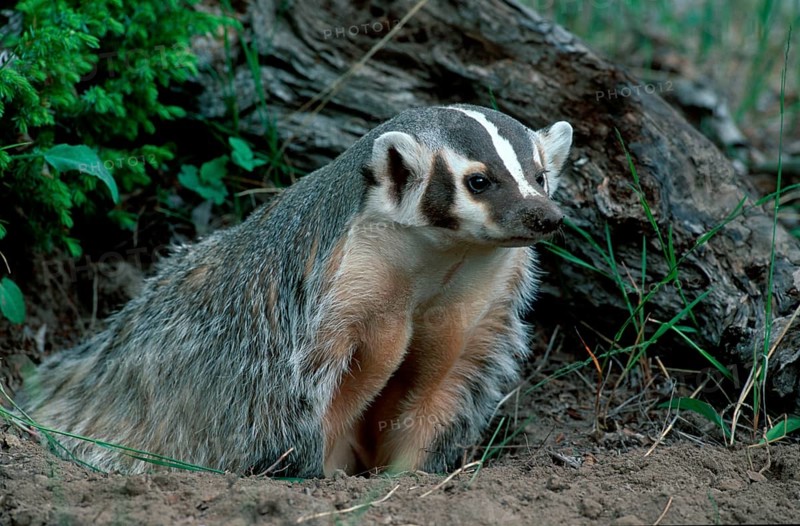 American badger (Taxidea taxus) at the burrow, Montana, USA, North America